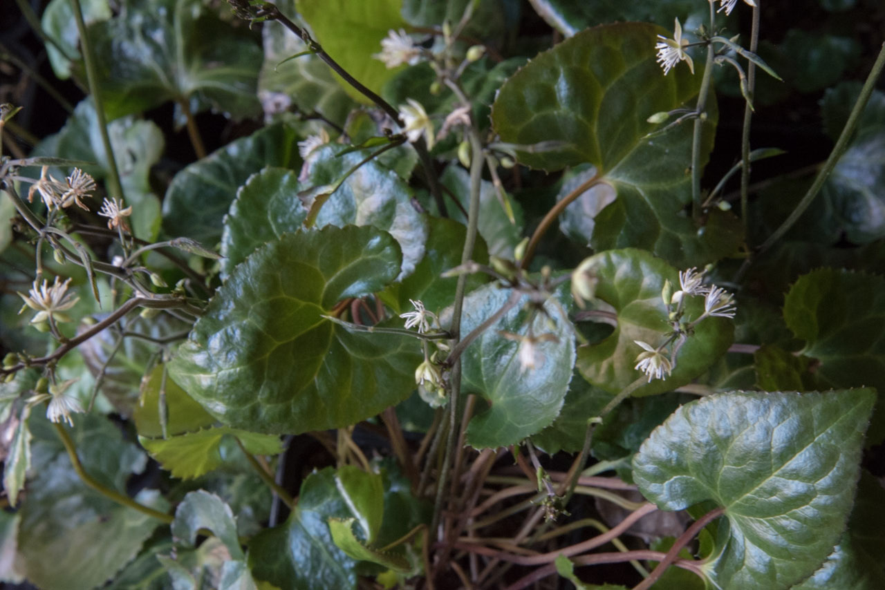 Beesia calthifolia bestellen